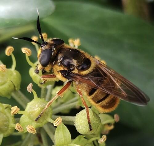 Callicera spinolae